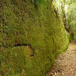 Moss Wall near the Boarding House Dam in the Watagans