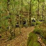 Moist forest near the Moss Wall in the Watagans