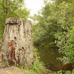 Large tree stump at Board House Dam, near Watagans Forest Rd in the Watagans