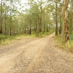 Management trail near Monkey Face viewpoint in the Watagans