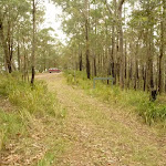 Wide track near Monkey Face viewpoint in the Watagans