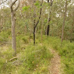 Forest track near Gap Creek viewpoint in the Watagans