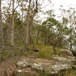 Rocks and forest near Gap Creek Viewpoint in the Watagans
