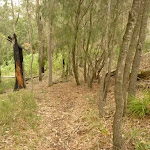 Track in forest near Gap Creek Viewpoint in the Watagans