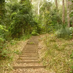 Timber steps leaving the Gap Creek picnic area in the Watagans