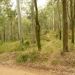 Track near Bangalow campsite on the Watagans