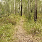 Track to base of Monkey Face cliff near Bangalow campsite in the Watagans