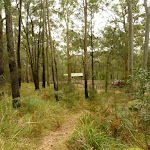 Track looking towards Bangalow campsite in the Watagans