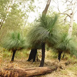 Xanthorhoea (grass trees) near track near Monkey Face cliff in the Watagans