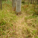 Track in forest near Monkey Face cliff in the Watagans