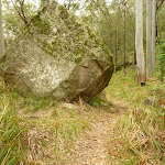 Large rock by the track on the way to Monkey Face cliff in the Watagans
