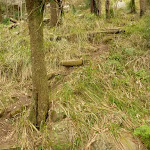 Timber steps near Monkey Face Cliff in the Watagans