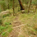 Timber steps near Monkey Face cliff near Bangalow campsite in the Watagans