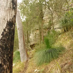 Forest and Xanthorhoea near Monkey Face cliff in the Watagans