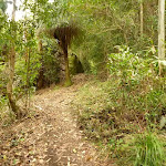 Track and forest near Gap Creek picnic area in the Watagans