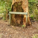 Intersection to the Gap Creek Falls and the Forest Walk in the Watagans