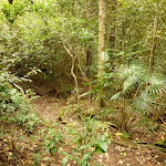 Dense forest on the track to Gap Creek Falls in the Watagans