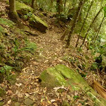 Track near Gap Creek Falls in the Watagans