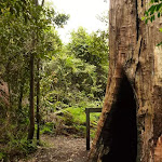 Large old tree trunk at intersection of Gap Creek Falls and Forest Walk in the Watagans