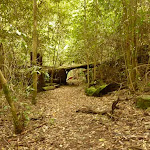 Track through tree trunk in rainforest in the Watagans