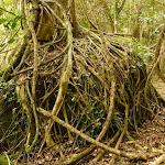 Strangler fig roots growing over a rock in the rainforest near Gap Creek Falls in the Watagans
