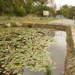 Pond at Mt Sugarloaf car park, near Newcastle