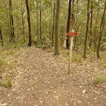 Red track marker near the Mt Sugarloaf summit