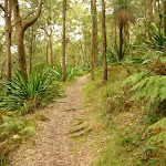 Forest near the summit of Mt Sugarloaf