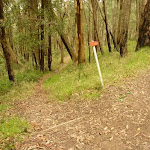Track marker on the red track near the summit of Mt Sugarloaf