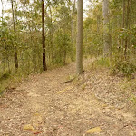 Green track on Mt Sugarloaf near Newcastle