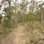 Green track on Mt Sugarloaf