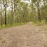 Management trail through forest near Mt Sugarloaf