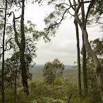 Forest views near Mt Sugarloaf