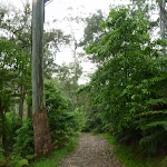 Rosemead Trail