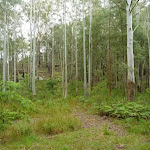 Hornsby's high Blue gum forest