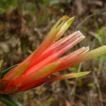 Lambertia formosa (Mountain Devil)