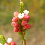 Darwinia buds ready to bloom