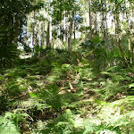 The undergrowth of the forest