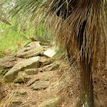Grass tree and rocky track north of Galston Gorge Trackhead