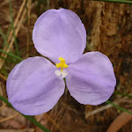 Patersonia Lily (Patersonia sericea) north of Galston Gorge