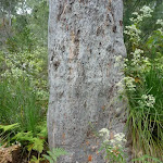 A well weathered gum