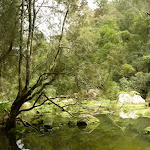 Berowra Creek north of Provest Creek