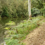 Sandy track beside Berowra Creek