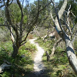 Track between Shelley and Jibbon Beach