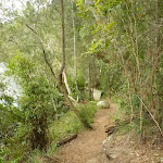 Rocky track east of Berowra Creek Lookout