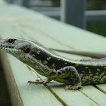 Lizard on Calna Creek Bridge