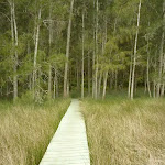 Walking into the casuarina forest beside the saltmarsh