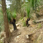 Grass trees and track beside Berowra Creek