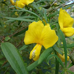 Yellow Pea (Gompholobium)