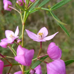 Sydney Boronia (Boronia ledifolia)